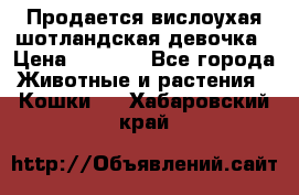 Продается вислоухая шотландская девочка › Цена ­ 8 500 - Все города Животные и растения » Кошки   . Хабаровский край